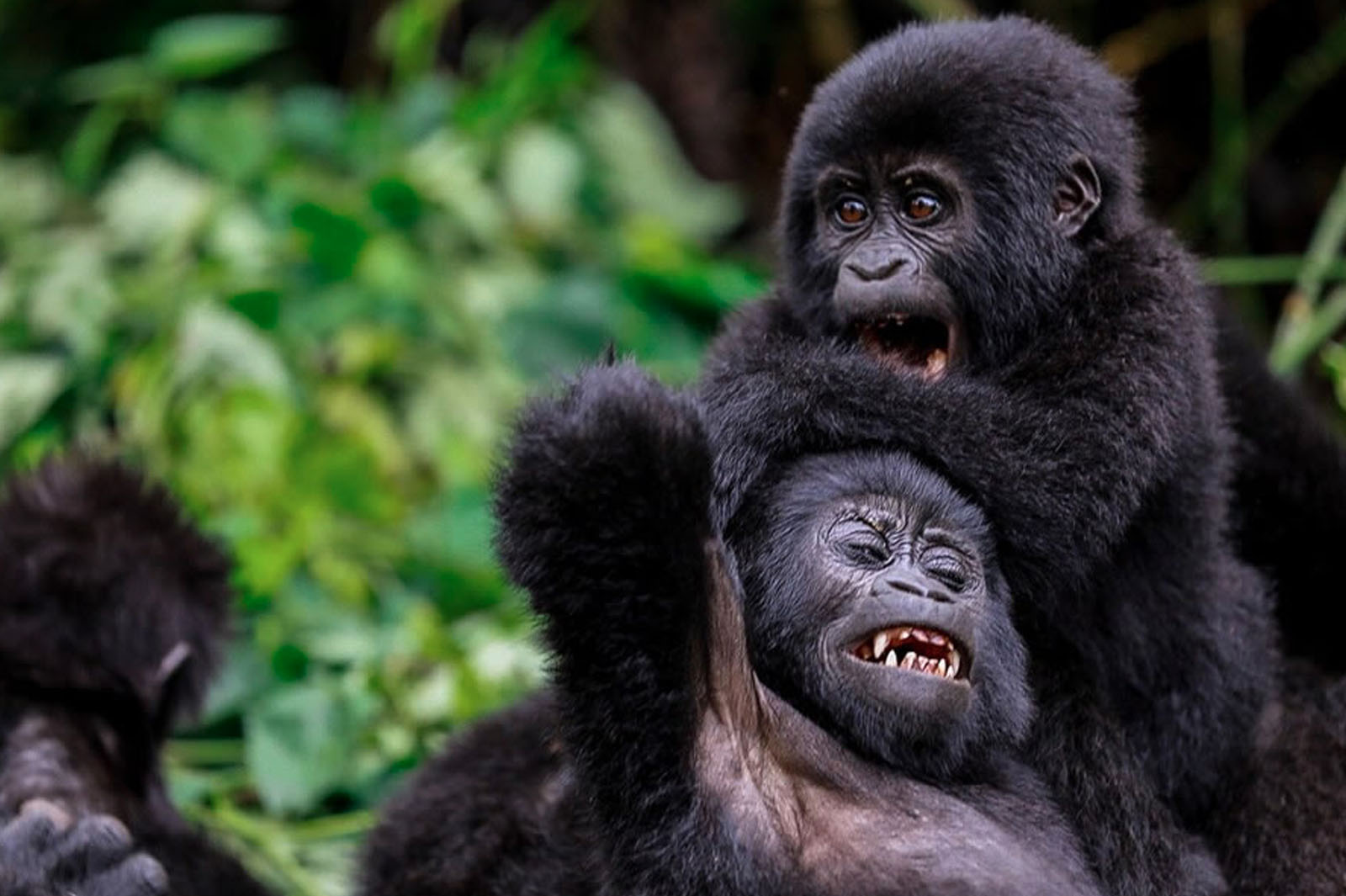 brythos africa tours_0000_gorilla bwindi