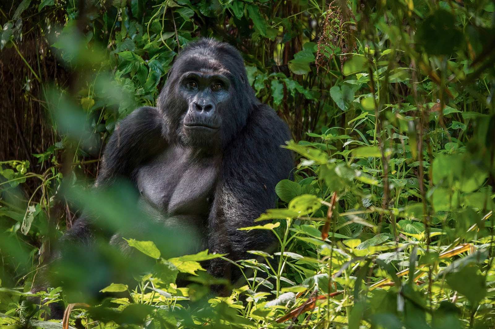 brythos africa tours_0001_gorrila bwindi